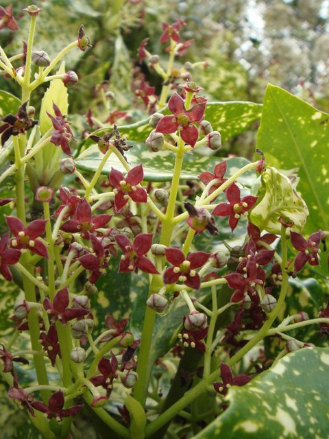 Aucuba japonica 'Maculata' fleur P2A